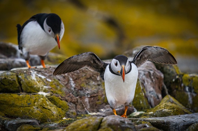 020 Farne eilanden, papegaaiduiker.jpg